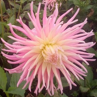 4 Stück Star's Favourite