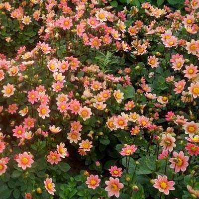 4 Stück Topmix Lachs