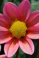 4 Stück Topmix Lachs