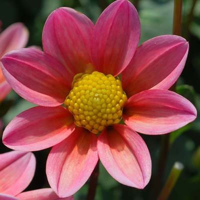 4 Stück Topmix Lachs