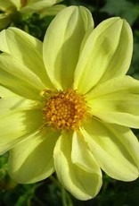 4 Stück Yellow Sneezy Lieferung ab Dezember