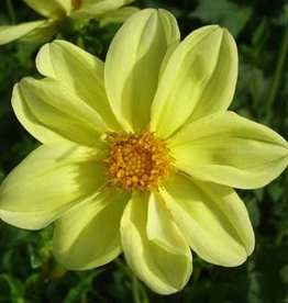 4 stuks Yellow Sneezy Levering vanaf december