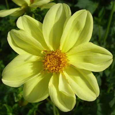 4 stuks Yellow Sneezy Levering vanaf december