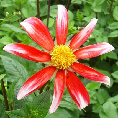 4 stuks Windmill Levering vanaf december