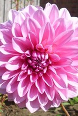 4 Stück Lavender Perfection