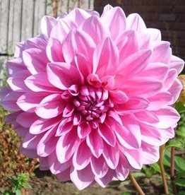 4 Stück Lavender Perfection Lieferung ab Dezember