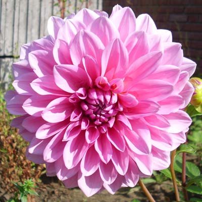 4 Stück Lavender Perfection Lieferung ab Dezember