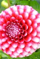 4 stuks Little William