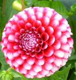 4 stuks Little William