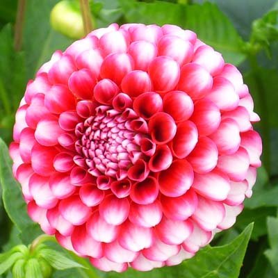 4 stuks Little William