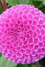 4 stuks Franz Kafka Levering vanaf december