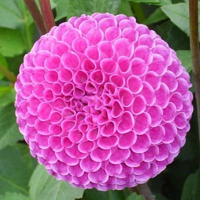 4 stuks Franz Kafka Levering vanaf december