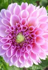 4 Stück Stolze von Berlin