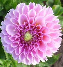 4 stuks Stolze von Berlin