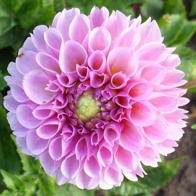 4 stuks Stolze von Berlin