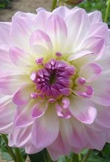 4 stuks Pretty in Pink