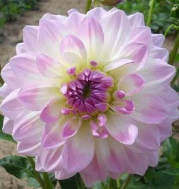 4 stuks Pretty in Pink Levering vanaf december