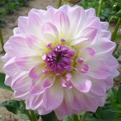 4 Stück Pretty in Pink Lieferung ab Dezember