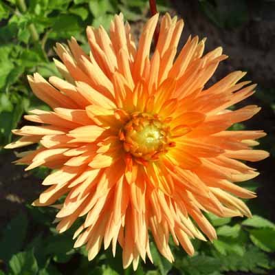 4 stuks Ludwig Helfert