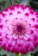 4 stuks Little Robert