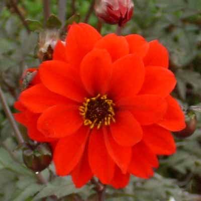 4 Stück Bishop of Llandaff