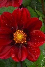 4 stuks Topmix Paars