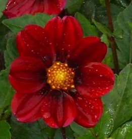 4 Stück Topmix Purpur