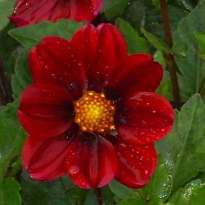 4 stuks Topmix Paars