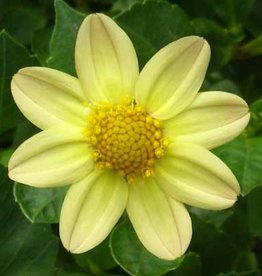 4 Stück Topmix Gelb