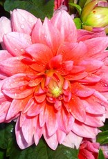 4 Stück Berliner Kleene