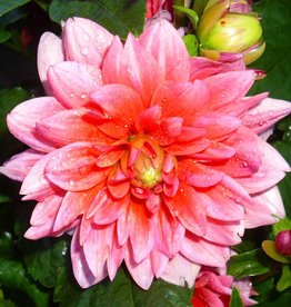 4 Stück Berliner Kleene