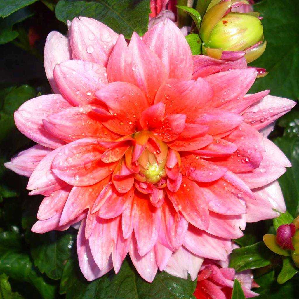 4 stuks Berliner Kleene