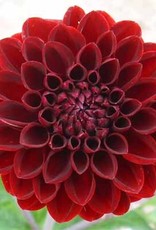 4 Stück Dark Spirit