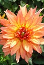 4 stuks Autumn Fairy Levering vanaf december