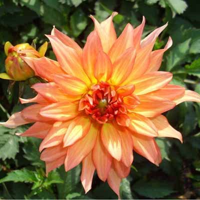 4 stuks Autumn Fairy