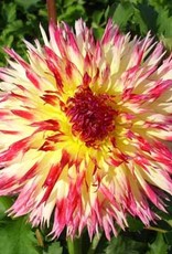 4 Stück Lindsay Michelle