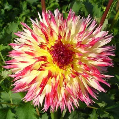 4 Stück Lindsay Michelle