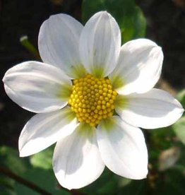 4 Stück Topmix Weiß/Bambino