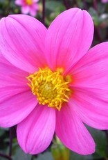4 Stück Topmix Rosa/Bonne Espérance Lieferung ab Dezember