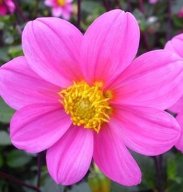 4 Stück Topmix Rosa/Bonne Espérance Lieferung ab Dezember