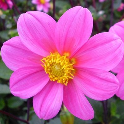 4 Stück Topmix Rosa/Bonne Espérance