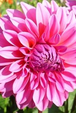 4 stuks Lucky Number