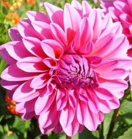 4 stuks Lucky Number