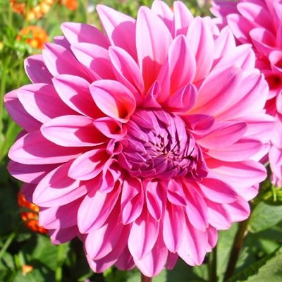 4 Stück Lucky Number