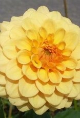 4 stuks Golden Scepter