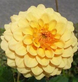 4 Stück Golden Scepter