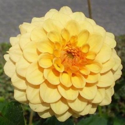 4 Stück Golden Scepter