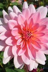 4 Stück Gerrie Hoek