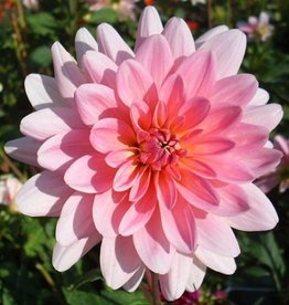 4 Stück Gerrie Hoek