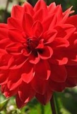 4 stuks Heatwave Levering vanaf december